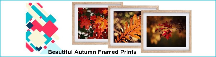 Autumn Foilage Framed Prints